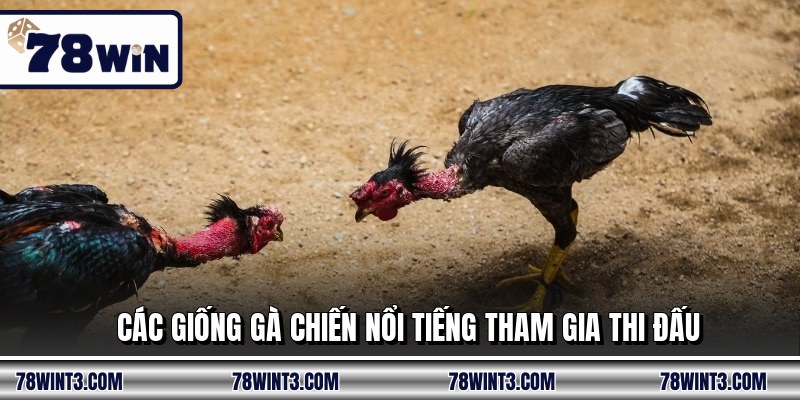 Các giống gà chiến nổi tiếng tham gia thi đấu