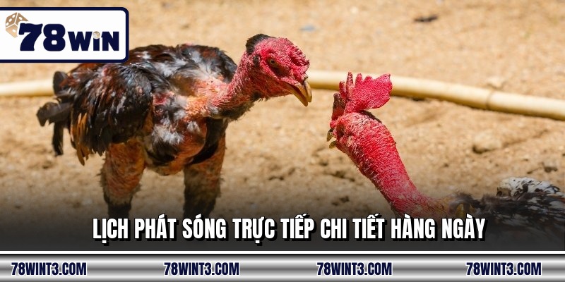 Lịch phát sóng trực tiếp chi tiết hàng ngày